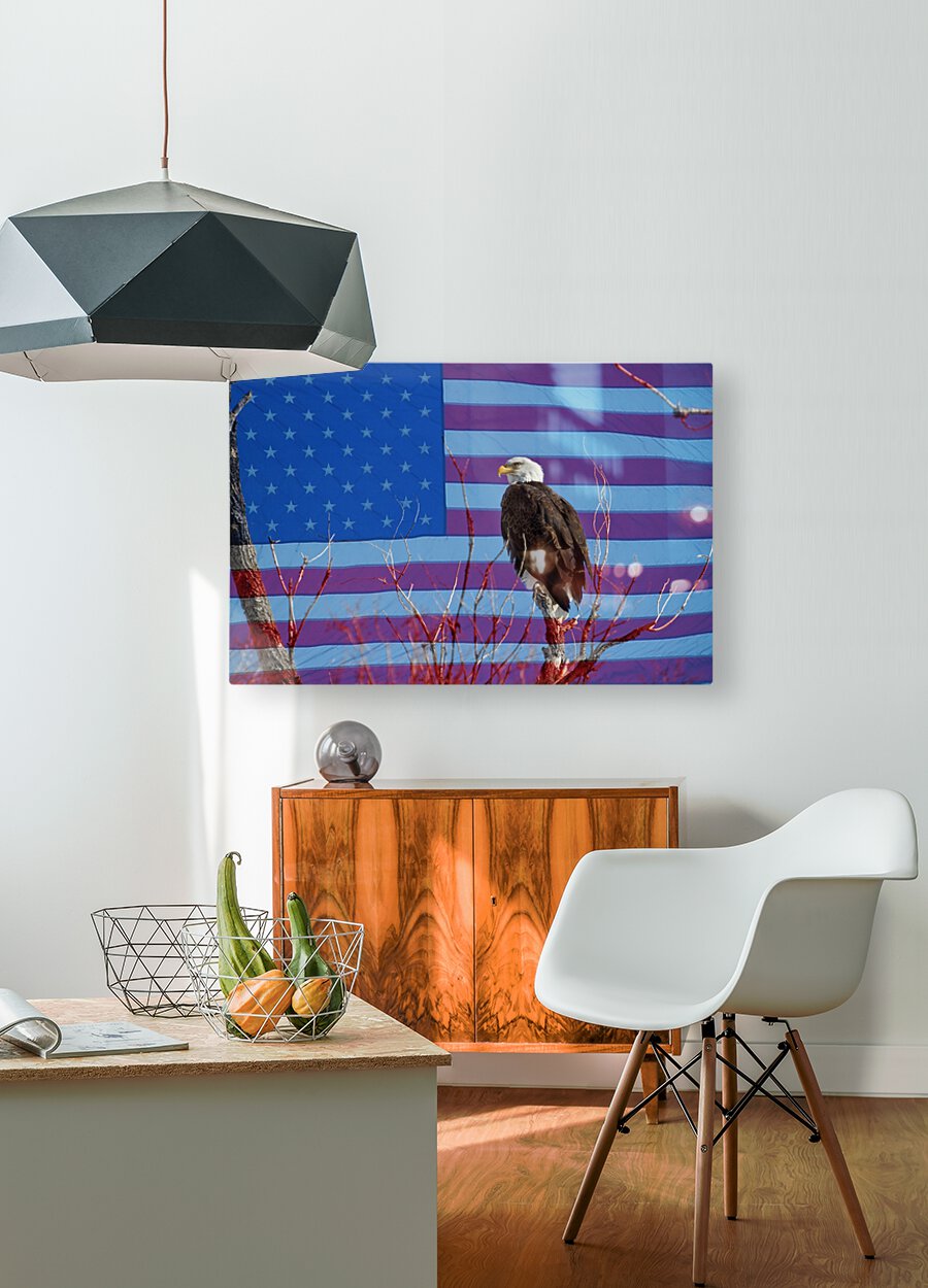 American Bald Eagle 3  HD Metal print with Floating Frame on Back