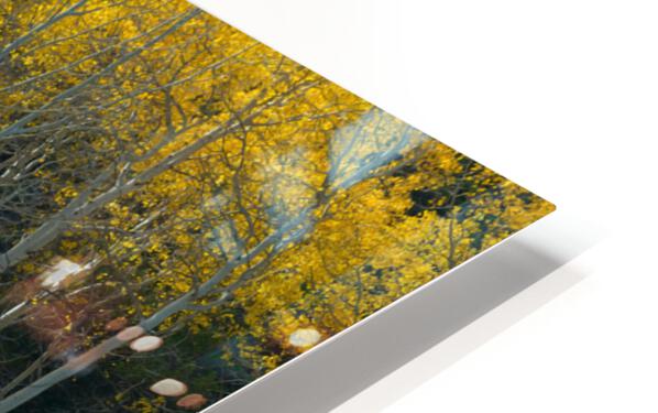 That Morning Autumn Light HD Sublimation Metal print