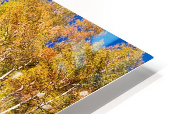 autumn aspen trees Panorama1 HD Sublimation Metal print