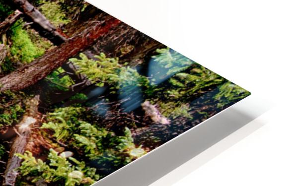 Cascading Rocky Mountain Forest Creek HD Sublimation Metal print