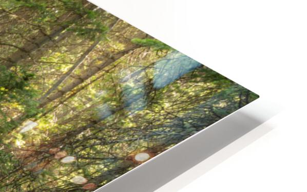 Forest Streaming HD Sublimation Metal print