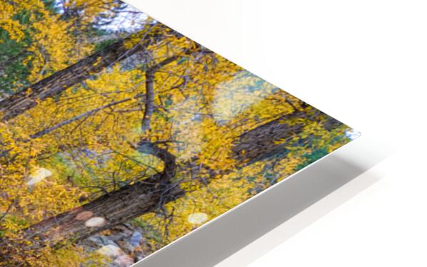 Special Place In The Woods HD Sublimation Metal print