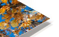 Golden Autumn Glow Under a Blue Sky HD Metal print