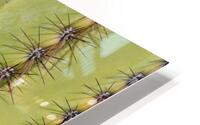 Patterns and Spines of the Desert Sentinel HD Metal print