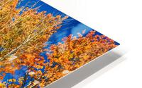 colorful colorado autumn aspen trees HD Metal print