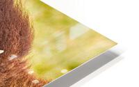 Bison Headshot Profile a HD Metal print