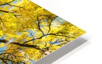 Golden Majesty - A Cottonwoods Radiant Reverie HD Metal print