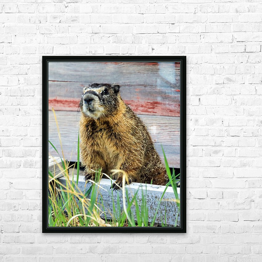Marmot  HD Sublimation Metal print with Decorating Float Frame (BOX)