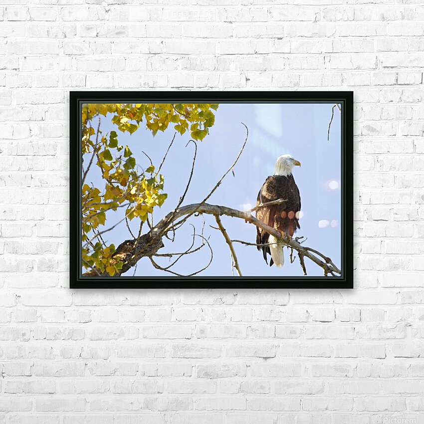 Eagle Watching HD Sublimation Metal print with Decorating Float Frame (BOX)