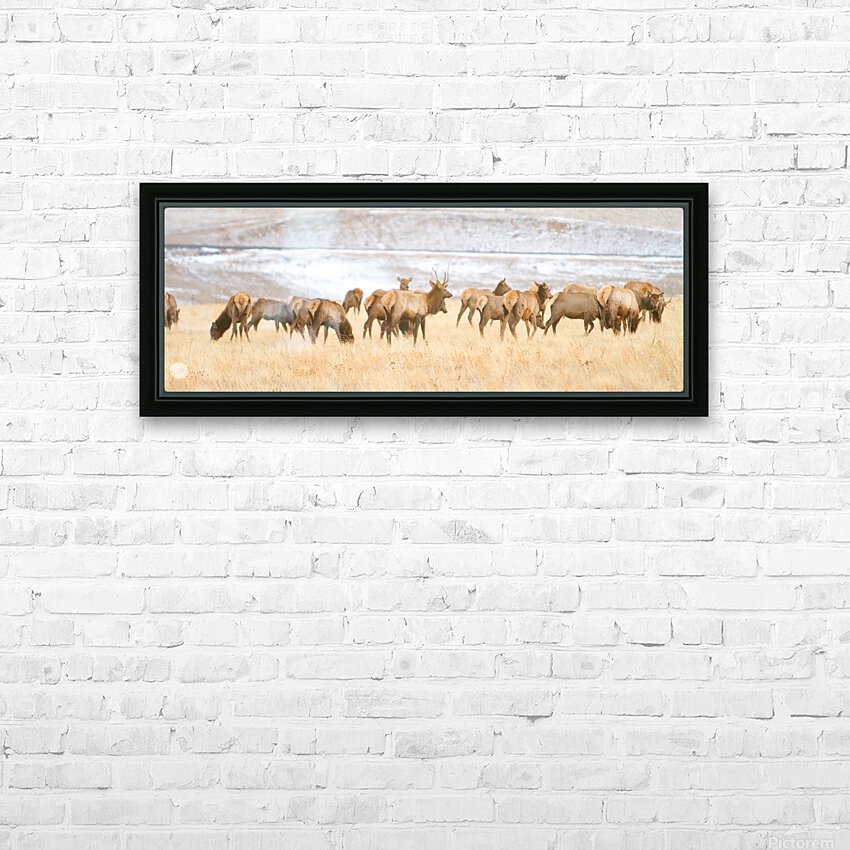 Elk Heard On The Rocky Mountain Foothills   HD Sublimation Metal print with Decorating Float Frame (BOX)