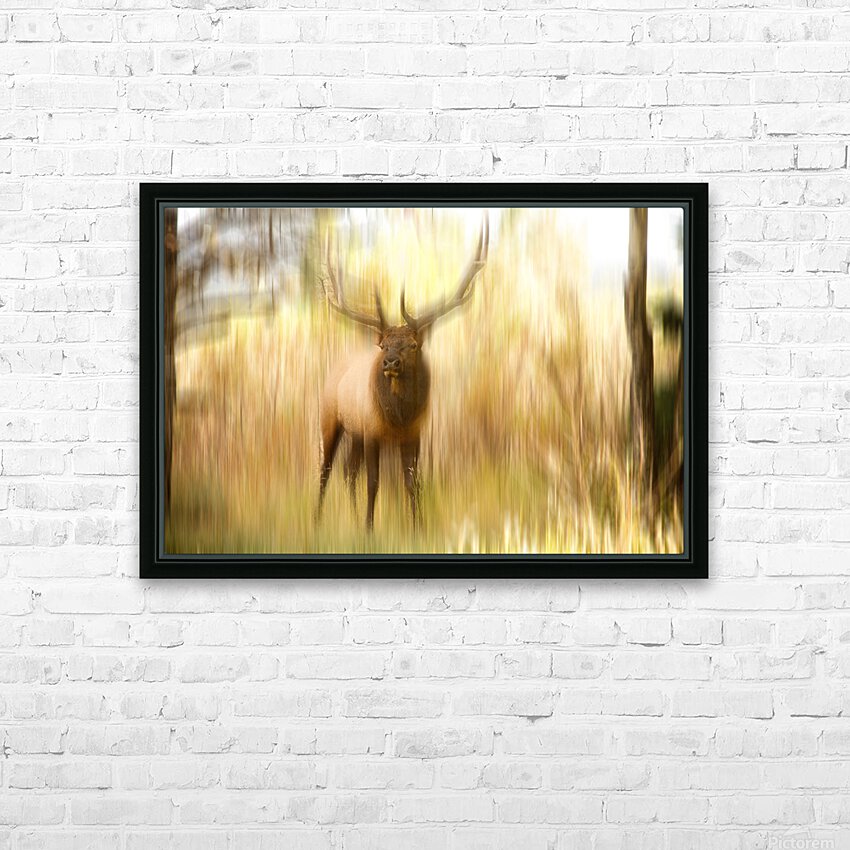 Bull Elk Forest Dreaming HD sublimation métal imprimé avec décoration flotteur cadre (boîte)
