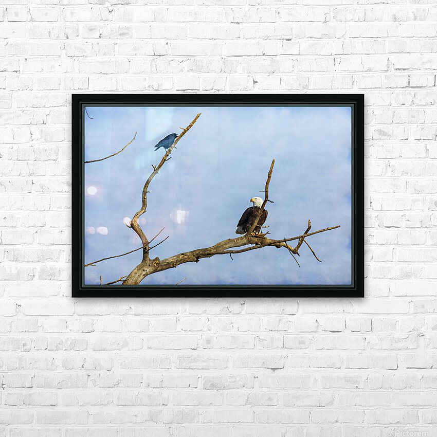 Bald Eagle Crow HD Sublimation Metal print with Decorating Float Frame (BOX)