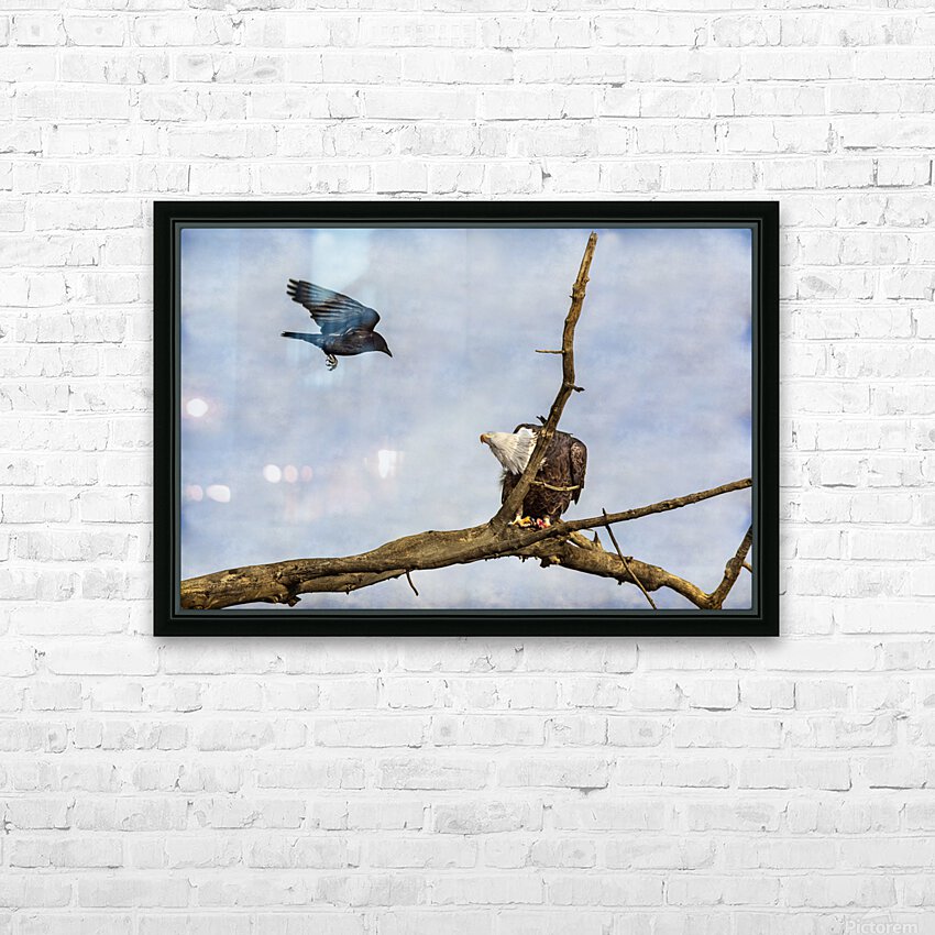Crow Attacking Bald Eagle HD Sublimation Metal print with Decorating Float Frame (BOX)