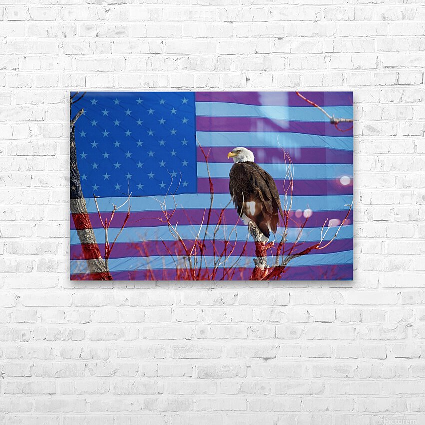American Bald Eagle 3 HD Sublimation Metal print with Decorating Float Frame (BOX)