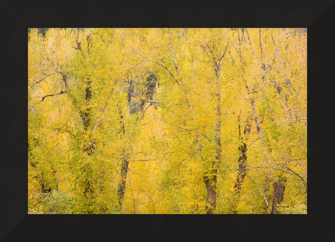 Impression de cadre personnalisé