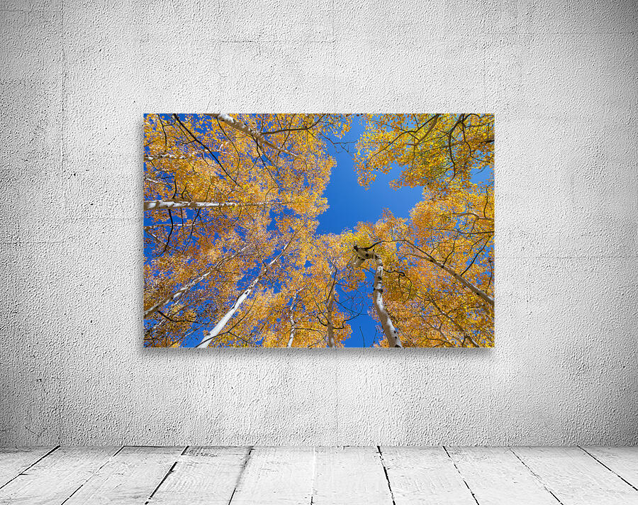 Aspen Curve Wall Preview