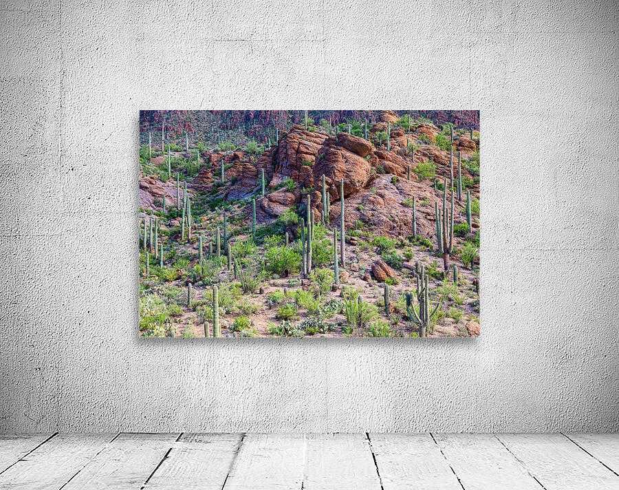 Arizona Desert Forest Wall Preview