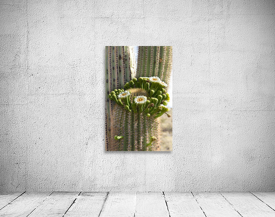 Saguaro Cactus Bloom Wall Preview