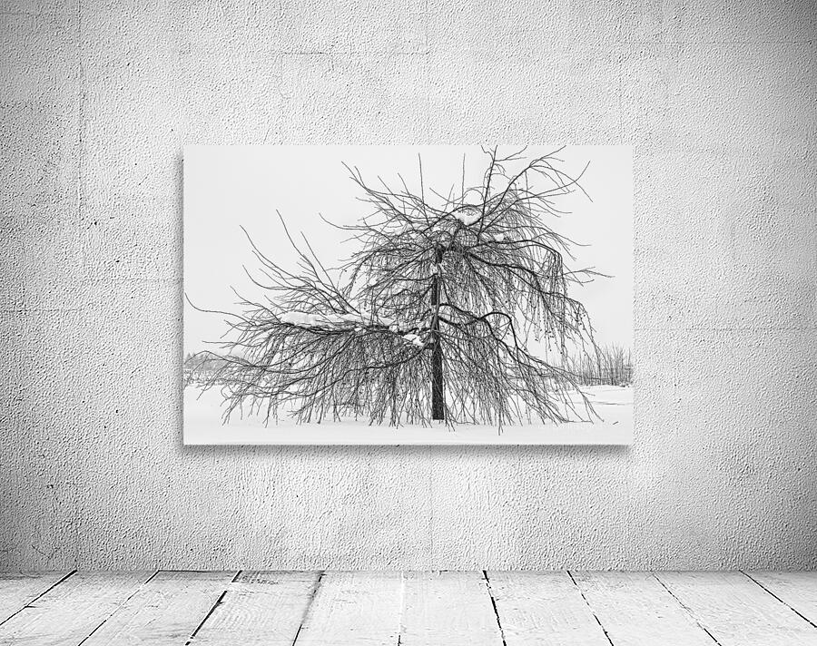Wild Springtime Winter Tree Black and White Wall Preview