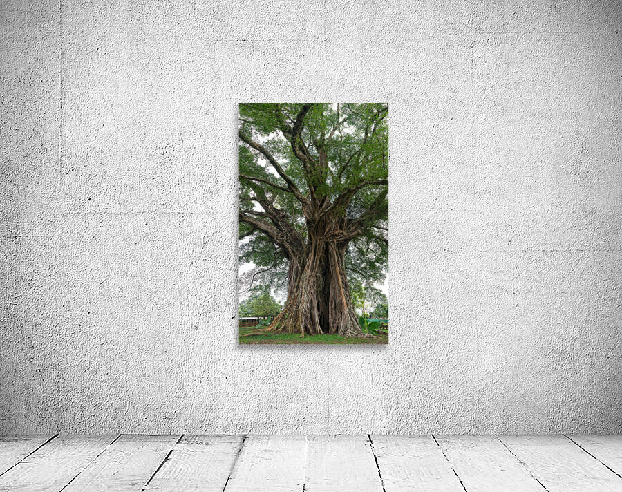 The Majestic Century Tree   1300 Year Old Balete of Negros Island Wall Preview
