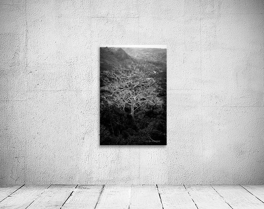 Tubarans Silent Tree Song Wall Preview