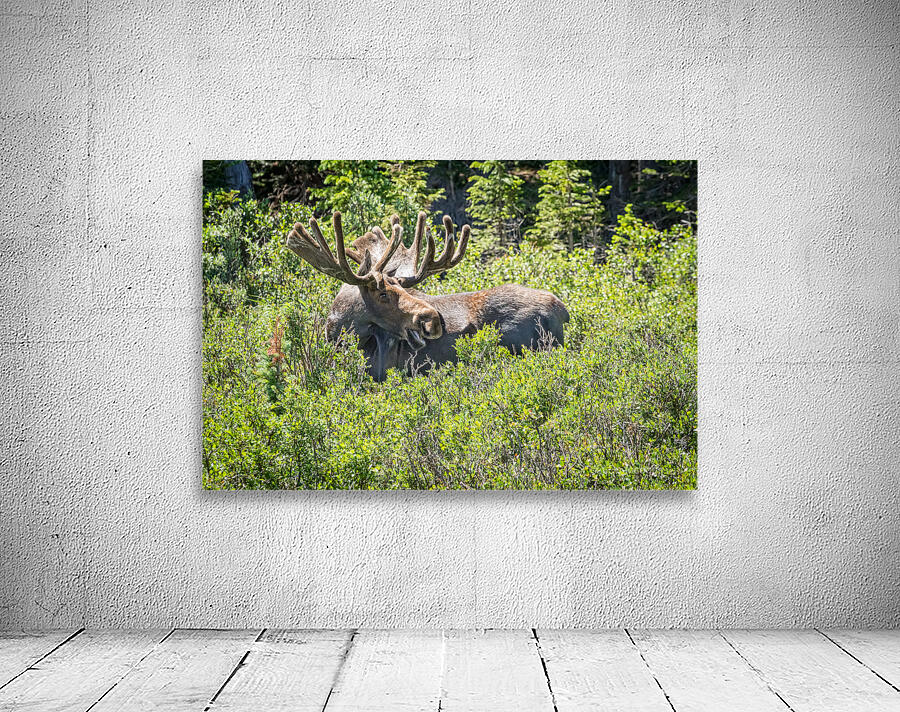 Smiling Bull Moose Wall Preview