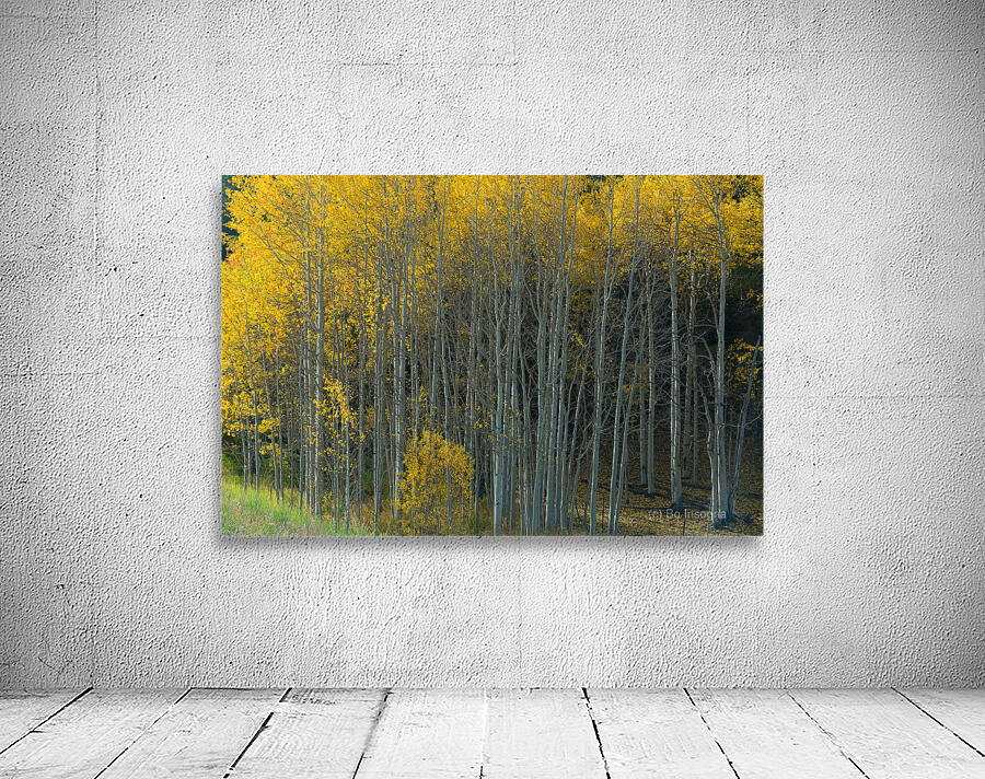 That  Morning Autumn Light Wall Preview