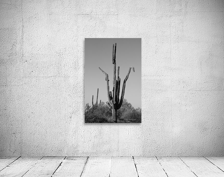 Weird Giant Saguaro Cactus in Black and White Wall Preview