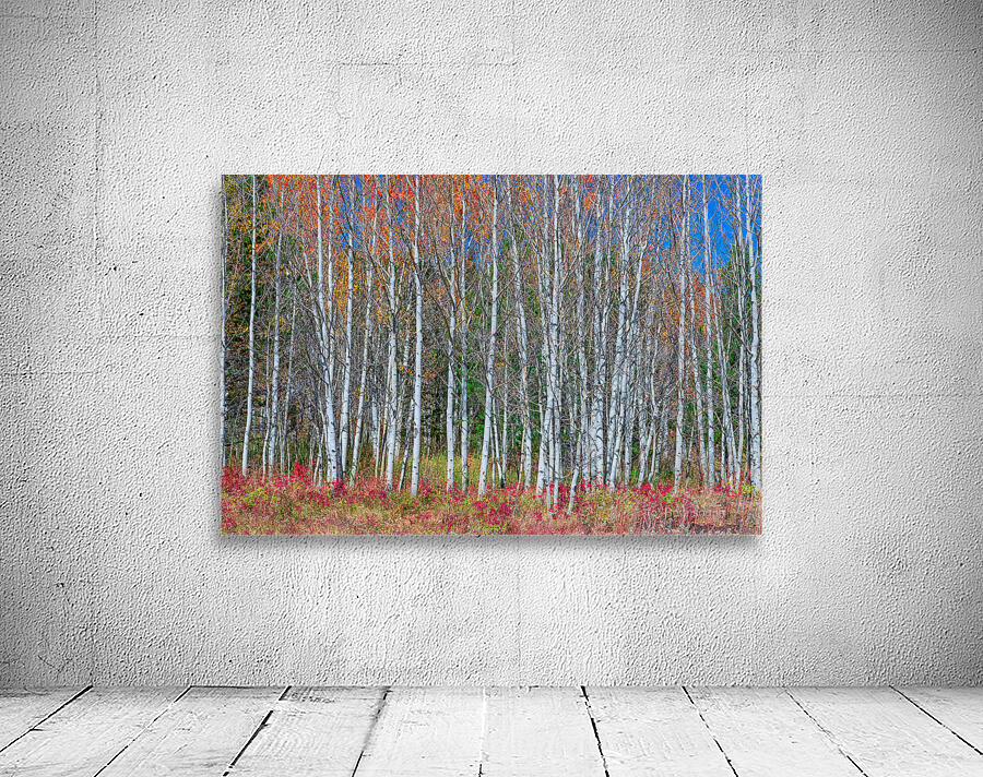 Aspen Grove Symphony Autumns Embrace Wall Preview