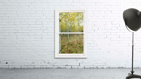 Forest Delight  White Window View