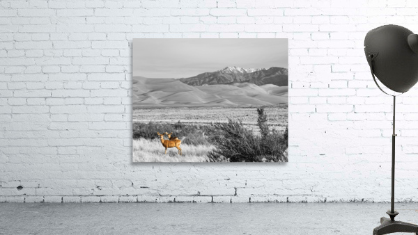 Great Colorado Sand Dunes Deer by Bo Insogna