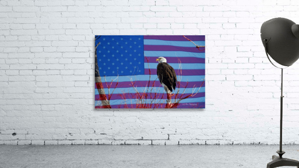 American Bald Eagle 3 by Bo Insogna