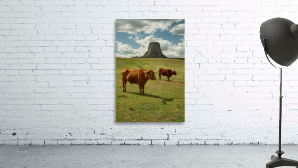 Texas Longhorn Cows Gracefully Posing at Majestic Devils Tower - by Bo Insogna