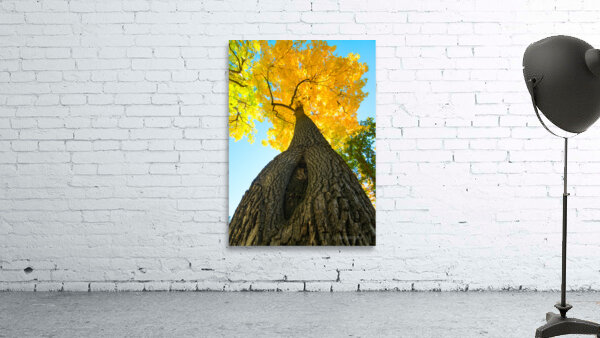 Golden Autumn Tree - Majestic Trunk and Leaves in Fall Splendor by Bo Insogna