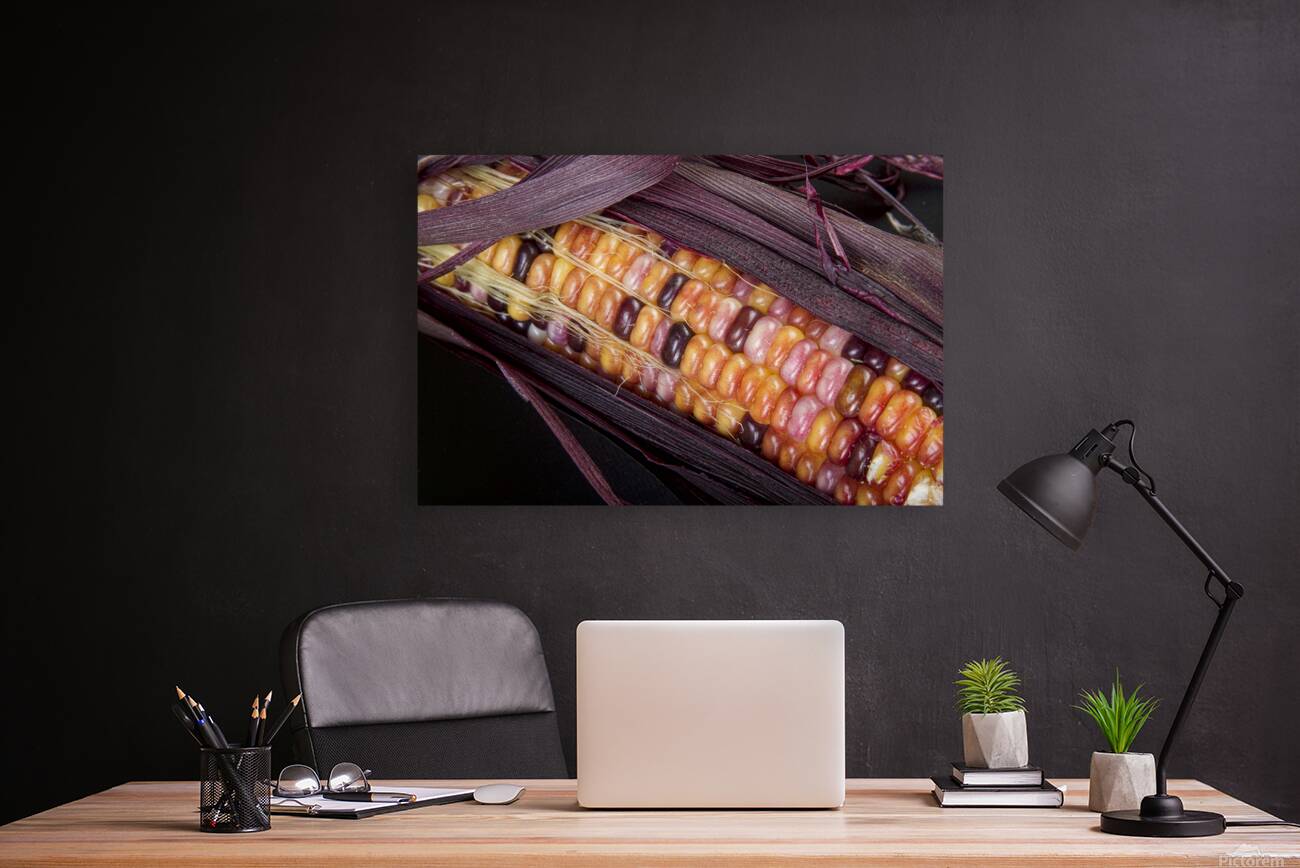 Colorful Indian Corn Reproduction