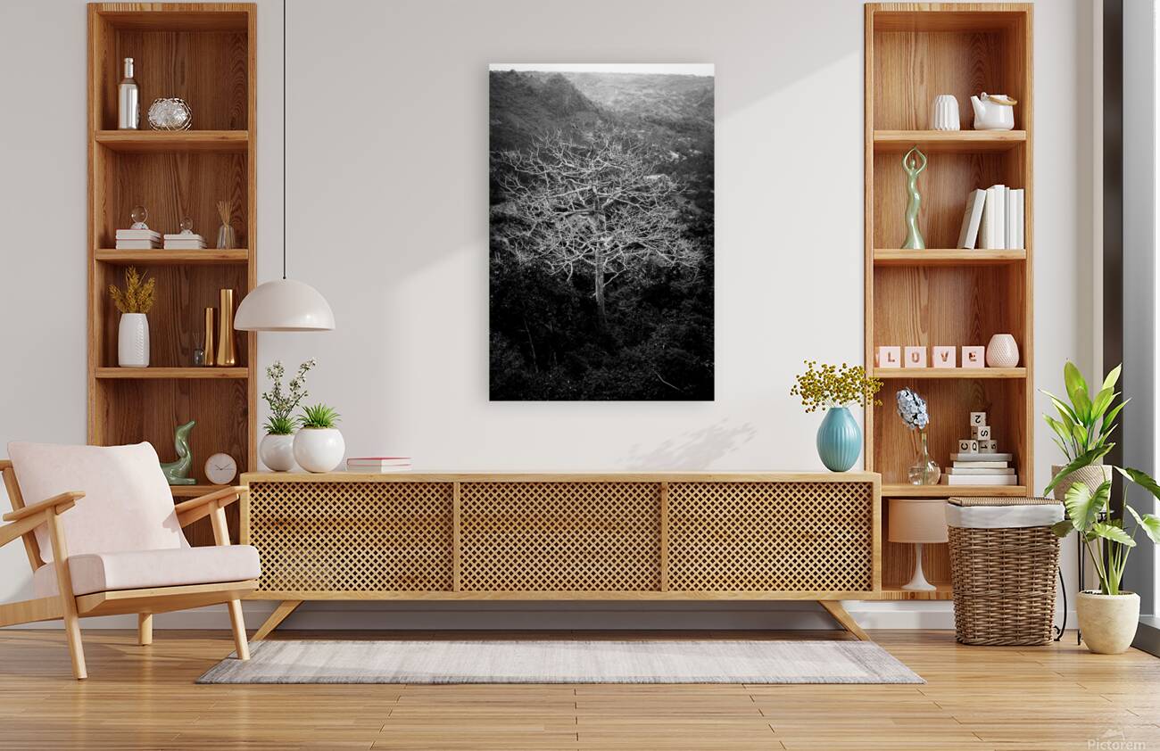 Tubarans Silent Tree Song Reproduction