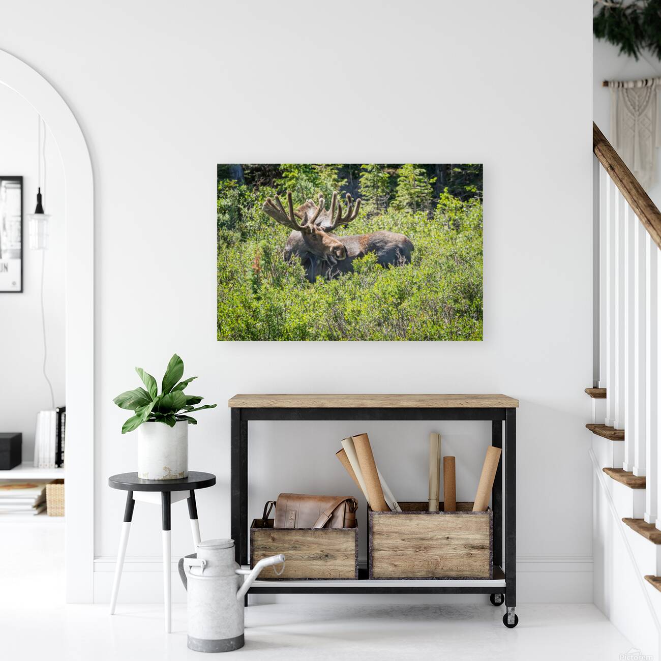 Smiling Bull Moose Reproduction