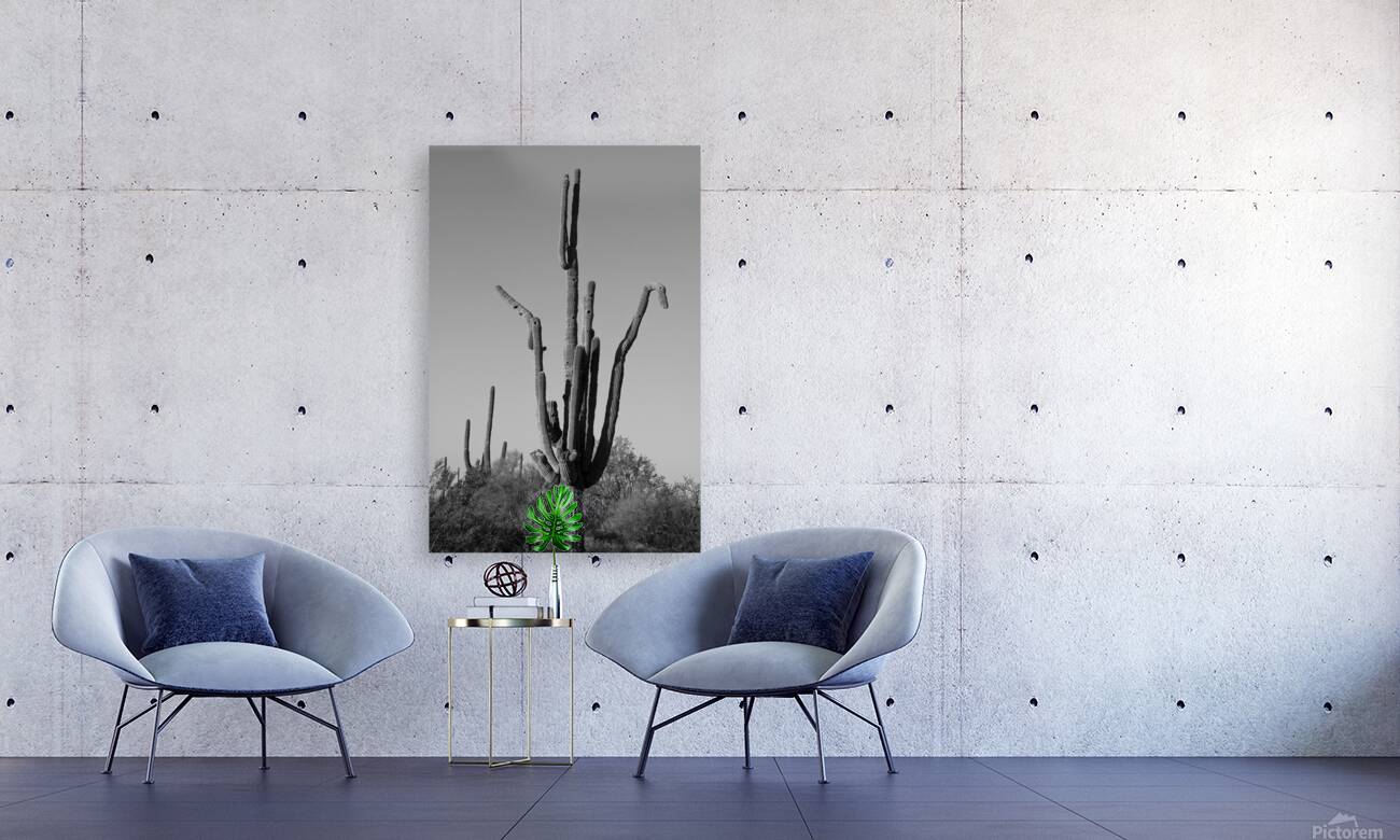 Weird Giant Saguaro Cactus in Black and White Reproduction