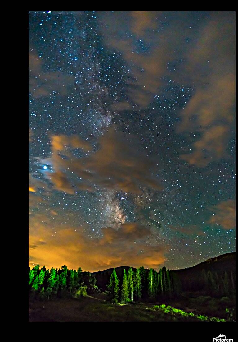 Forest In The Night Reproduction