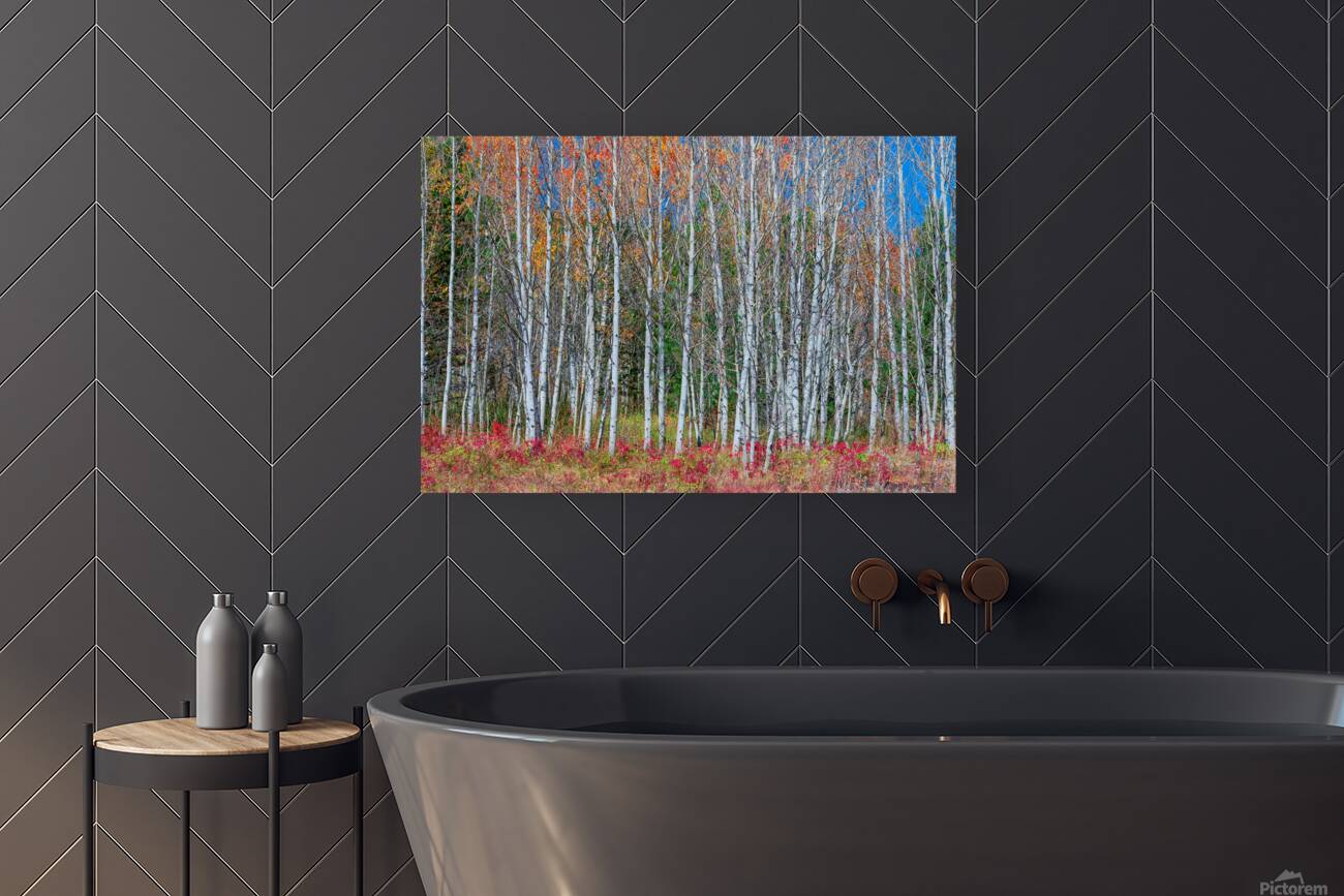 Aspen Grove Symphony Autumns Embrace Reproduction