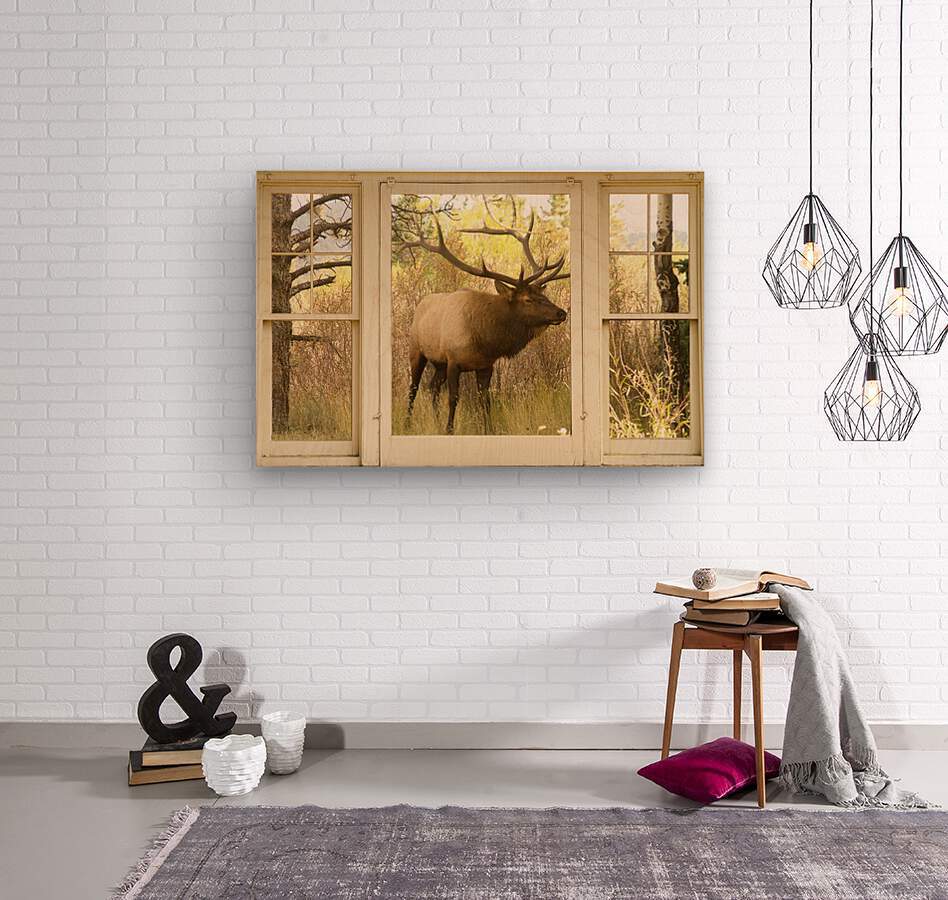 Bull Elk Window View  Wood print