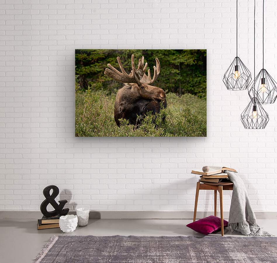 Bull Moose Wild  Wood print