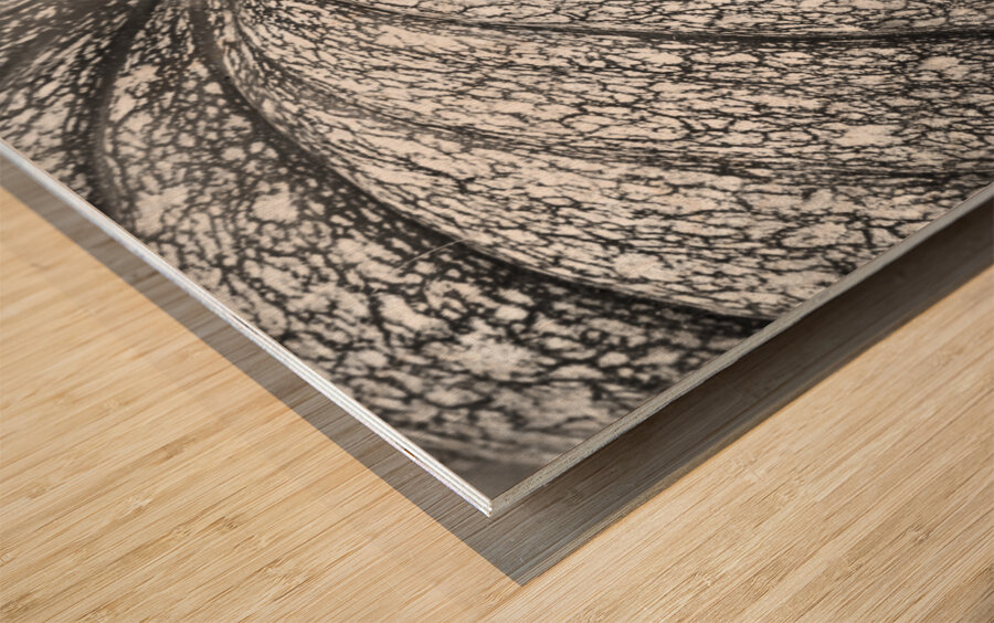 Pumpkin Pumpkin Black and White Wood print