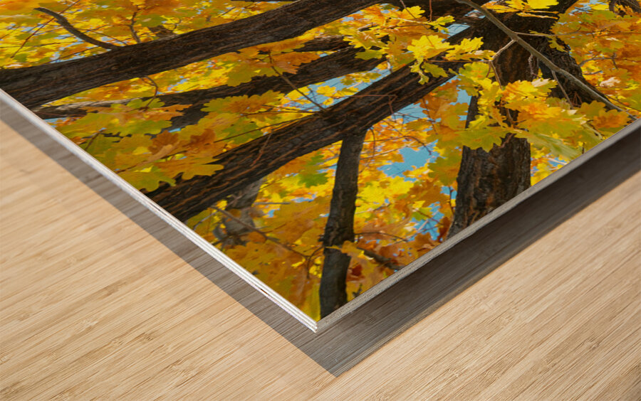 Golden Giggles   When Autumn Leaves Steal the Spotlight Wood print