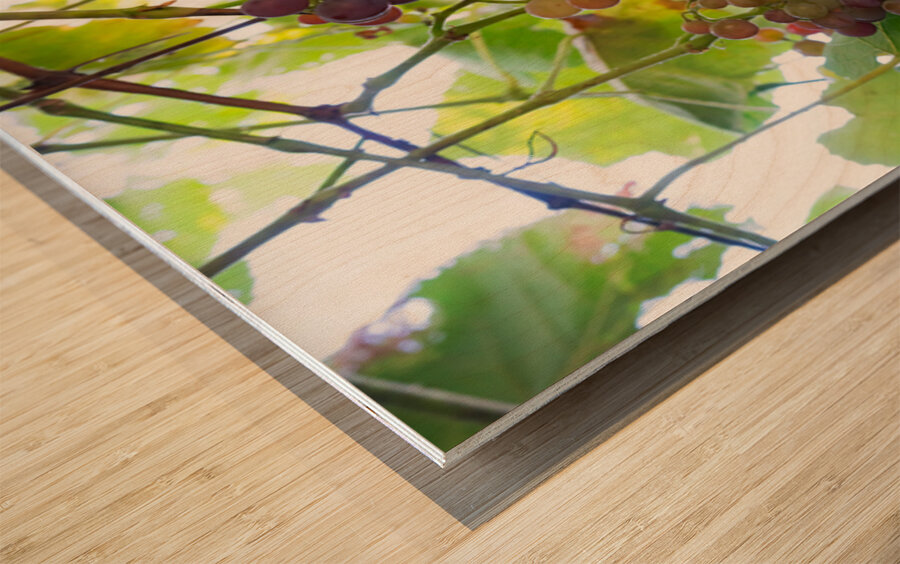 Colorful Grapes on the Vine Fine Art Photography Wall Art Wood print