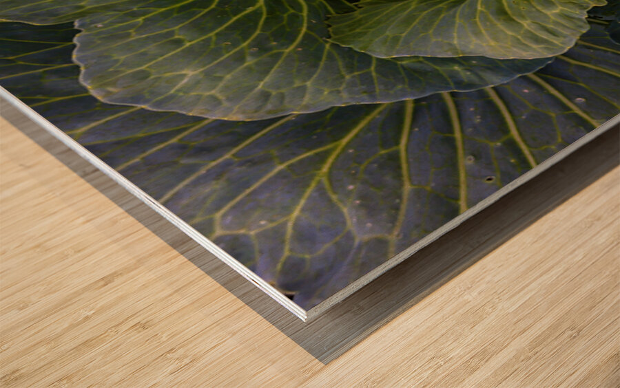 Verdant Embrace A Cabbages Garden Heart Wood print