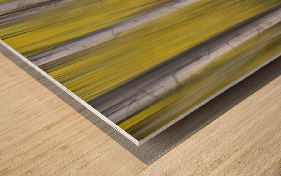 Aspen Light in Motion Fine Art Forest Wood print