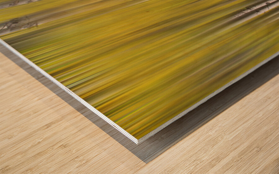 Somewhere Along The Road Dreaming Abstract Aspen Forest Fine Art Wood print