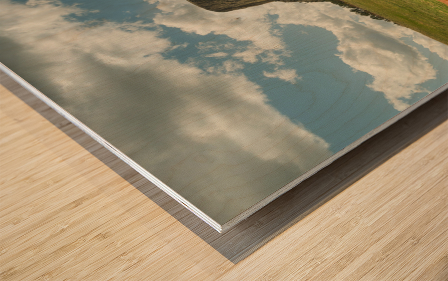 Texas Longhorn Cows Gracefully Posing at Majestic Devils Tower Wood print