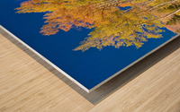 autumn aspen trees Panorama1 Wood print